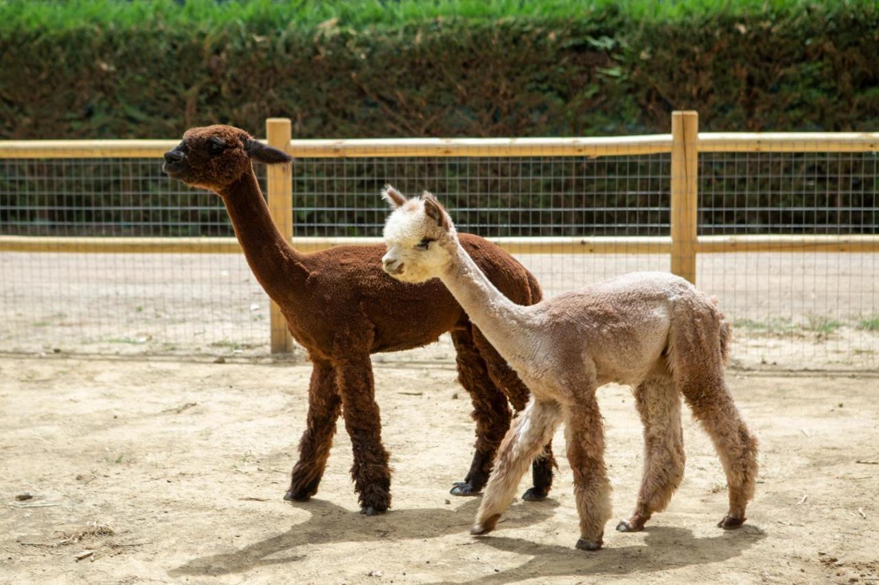 ホテル レ カパンネ アレッツォ エクステリア 写真