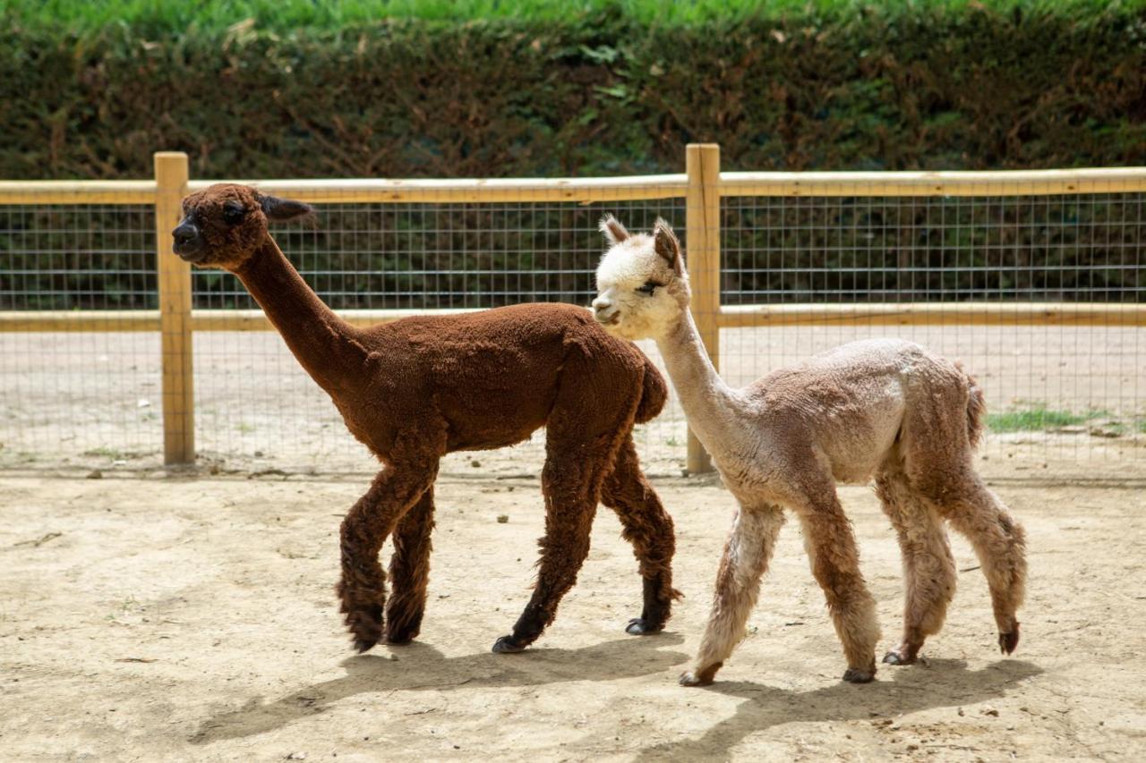 ホテル レ カパンネ アレッツォ エクステリア 写真