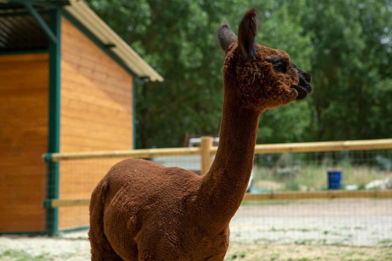 ホテル レ カパンネ アレッツォ エクステリア 写真