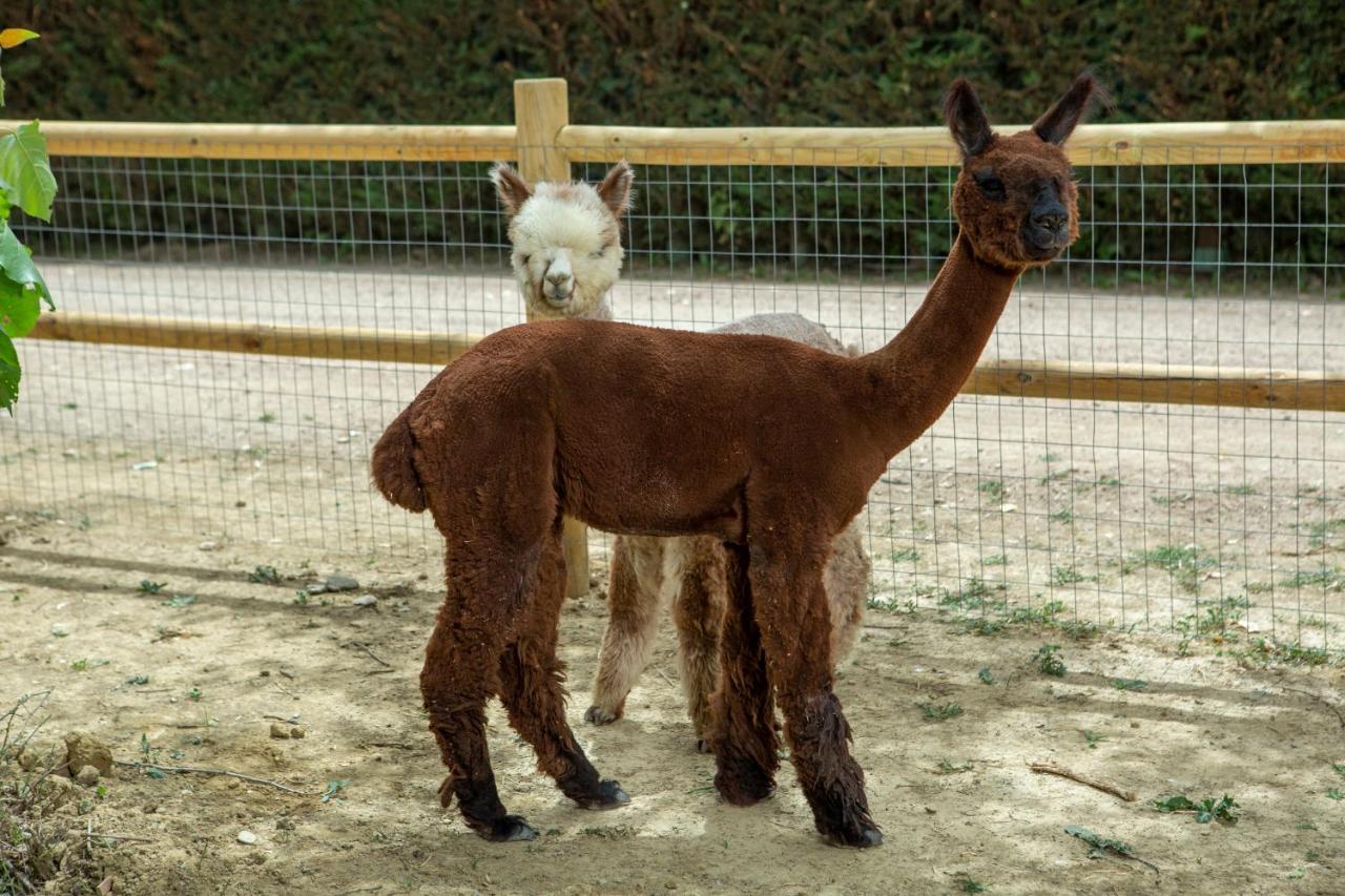 ホテル レ カパンネ アレッツォ エクステリア 写真